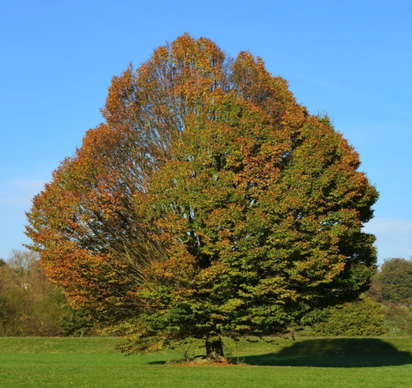 S�zen� stromu, video